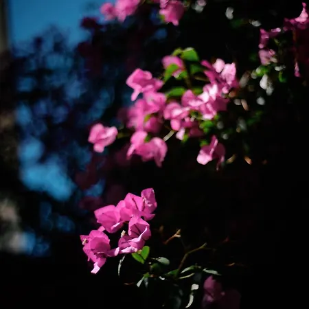 בית נופש Fli I N' Ii Family Listed Since 1850