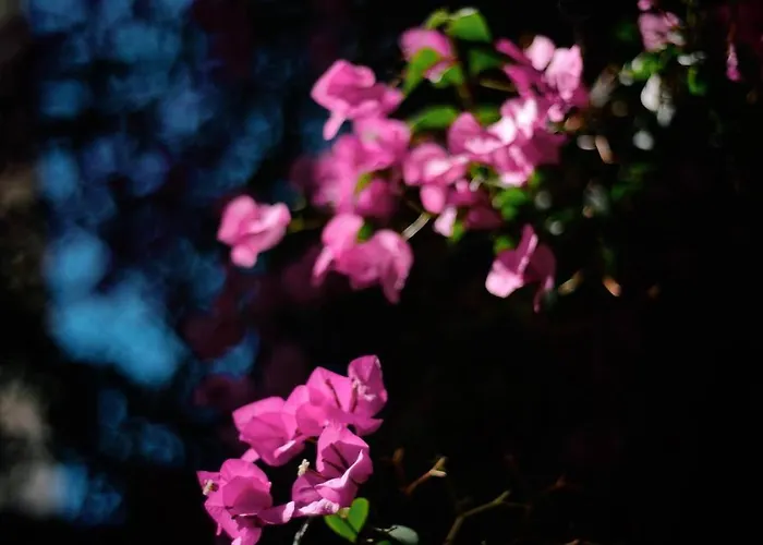 Проживание в семье Fli I N' Ii Family Listed Since 1850